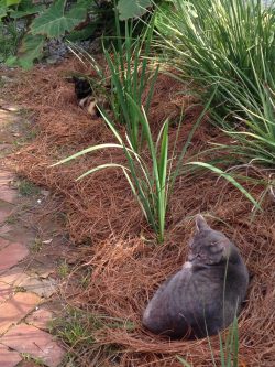 2015-11-14 14RaingardenCats