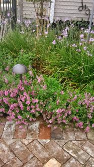 "Society Garlic and Angelonia pair together here beautifully," said judge Kevin Taylor. | Photo from Linda Gielec