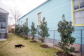 Little Gem Magnolias line Gielic's side yard |Photo by Chris Granger, NOLA.com